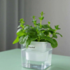 Transparent Self-Watering Resin Planter
