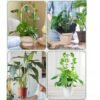 Ha2d0d7a536ec43a493a3d5e745ca03c2B.jpg_720x720q50.jpg Clear Acrylic Plant Support Trellis
